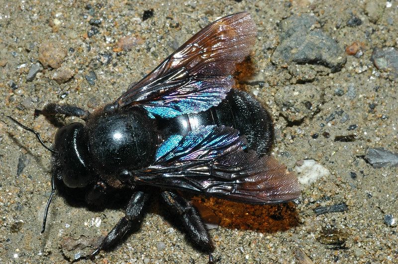 Xylocopa violacea
